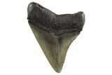 Juvenile Megalodon Tooth - South Carolina #325212-1